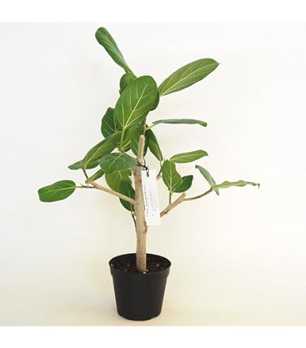 Amazon｜コーデックス：フィカス パルメリー*｜観葉植物 オンライン通販