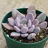 トッブシーデビー 7.5cmポット グラプトベリア Graptoveria Topsy Debbi 福岡県産 多肉植物 多肉 観葉植物 インテリアグリーン 寄せ植えに