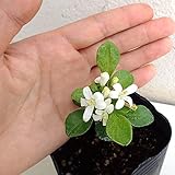 超わい性ゲッキツ・ナナ3号ポット[わずか数センチで開花！香りのよい白花を咲かせるシルクジャスミン]