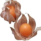 【メール便配送】　国華園　野菜たね　菜類　スイートほおずき　1袋(0.5ml)【※発送が国華園からの場合のみ正規品です】
