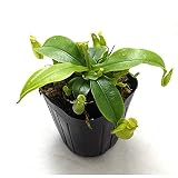 食虫植物 ネペンテス フーケリアナ 3号ポット苗 フーケリー