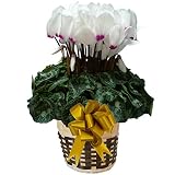 【 予約 】 さかもと園芸　達人のシクラメン　【 パステルリスト 】　花鉢植え　ギフト　プレゼント　贈答品　クリスマス　お歳暮