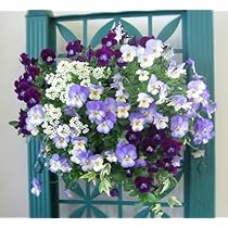 Amazon｜ビオラのハンギングバスケット 寄せ植え [アクア]M