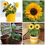 50pcs mini sunflower seeds Dwarf sunflower seeds sunflower series height 40cm Flower Seeds