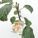 キウイ 苗木 ヘイワード (緑実メス) 12cmポット苗 キウイ 苗 キウイフルーツ