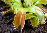Dionaea muscipula Dingley Giant - venus fly trap - 5 seeds