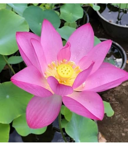 にぎりめし　中型種　レンコン2本　蓮　ハス　はす　苗　レンコン　花蓮 Amazon.co.jp: 紅小町 小型種 レンコン2本 蓮 はす 苗 レンコン 花蓮