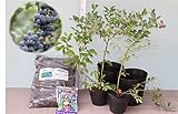 [暖地向ブルーベリー入門すべて揃ってます]ティフブルー＋ウッダード２品種栽培６点セット[直径15ｃｍポット約５０ｃｍ前後ブルーベリー苗２本＋専用栽培土１０ℓ＋直径２１ｃｍポット＋有機肥料]