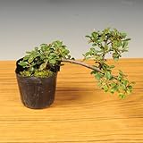 苗：カマツカコケモモ