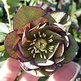 ☆松村園芸・実生選抜苗 クリスマスローズ バイカラーダブル 9cmポット苗