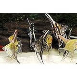 【熱帯魚／エンゼルフィッシュ】 ミックスエンゼルフィッシュ ■サイズ：3-4cm± (20匹)