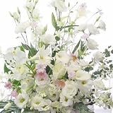 しのぶ淡いピンクの花達 お彼岸の花 お盆の花 一周忌 三回忌の花 弔事 四十九日 一周忌 法事 法要 仏事の花 (供え)