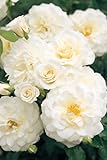 【バラ苗】 ファビュラス！ （FL) 国産苗 大苗 6号ポット 四季咲き 白色 強健 【京成バラ】