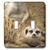 3drose LSP _ 88553 _ 2 slender-tailed Meerkat、サンディエゴ動物園、カリフォルニアus05 mpr0045 Maresa Pryorライトスイッチカバー