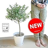 LAND PLANTS オリーブ トピアリー仕立て 白色マットポット