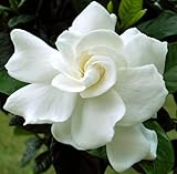 Gardenia resiniflua - Gummy Gardenia - 10 seeds