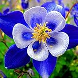 50個の種子 - 植物屋内バルコニーの盆栽を開花skgs青い鳥の種オダマキ送料無料フラワー種子