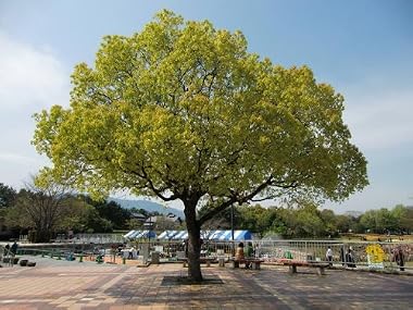 【6か月枯れ保証】【街路樹＆公園樹】クスノキ　1.0m