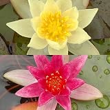 (ビオトープ/睡蓮)姫睡蓮(ヒメスイレン)色セット 赤・黄(各1株ずつ) 本州・四国限定[生体]