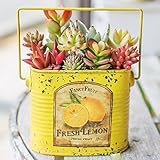 多肉植物 寄せ植え taniku フルーツビンテージ缶 スクエア Mサイズ ( フレッシュ レモン 柄 )