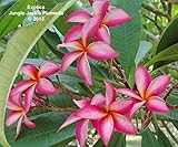 プレミアム プルメリア エキゾチカ ４号鉢 初心者にもお勧め