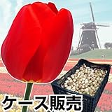 国華園 ケース販売 普通球 赤花チューリップ 1100球【※発送が国華園からの場合のみ正規品です】