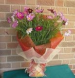 【季節限定】秋らしく思い切ってコスモスだけの花束：5,400円