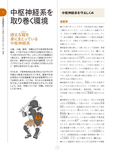 脳 神経 これだけは知っておいてほしいところ 介護福祉士国家試験対策かんたんまとめ こころとからだのしくみ 介護福祉士 華珠 Blog