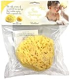 ベリーニ Bellini 地中海産 天然 海綿 スポンジ ハニコム No. 14