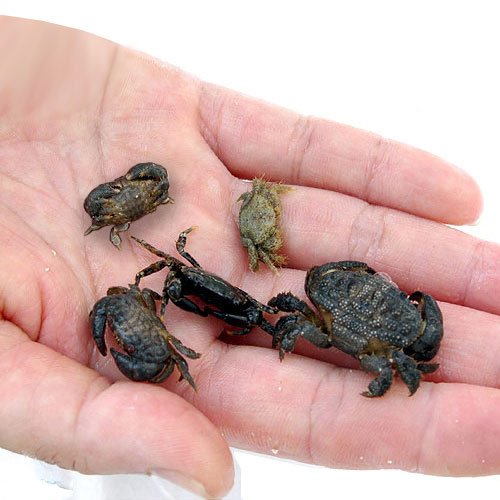 生餌 エサ用カニ ミックス Sサイズ