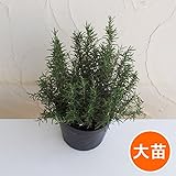 ローズマリー（立性）：セイラム6号鉢[セーラム ハーブ苗　立性種 ガーデニングに人気！] ノーブランド品