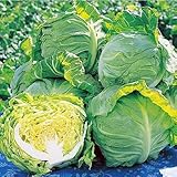 キャベツ 種 【 春波 】 小袋(2000粒) （ 種 野菜 野菜種子 野菜種 ）
