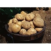 【平成24年産】北海道産「馬鈴薯」（じゃがいも）10kg　【送料込】