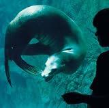 �i���̂���+�A�h���i�����h���C��