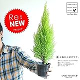 LAND PLANTS 苗木 ゴールドクレスト 3号 H約35cm