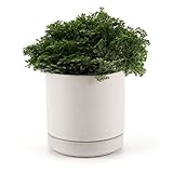 T4U 7.5CM 陶器鉢 カメオブラウンシリーズ ラウンド 多肉植物 サボテン鉢 フラワーポット プランター容器 受け皿付き ベージュ