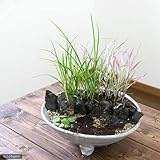 益子焼 足付平鉢 白マット 盆栽鉢