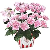 母の日 あじさい きらきら星 フラワーギフト 花鉢 5号鉢 (ピンク)