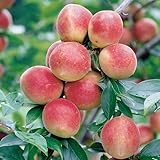 梅 苗木 露茜 (PVP) 15cmポット苗 つゆあかね うめ 苗 ウメ