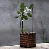 【空き】園山細工産業 伝統的工芸品 竹製 花籠 花篭 茶道具 茶道 抹茶 華道