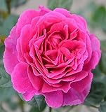 バラ苗 レジーナ 国産大苗7号角鉢　四季咲き ピンク系 （ローズなかしま）