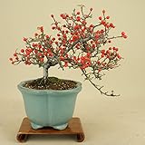 いよじ園 こけももカマツカ (珍品) 貴風盆栽 (実物盆栽)