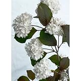 オオデマリ 苗 1ポット