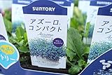 【送料込】【まとめ買い】　サントリーフラワーズ　アズーロコンパクト　4ポットセット　3寸苗　【花苗】 (ブルーウィズアイ)