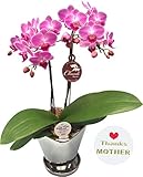 【母の日ギフト】5/14より出荷（5/16～のお届け）☆ピンク系ミディー胡蝶蘭【チュンリー】シルバー鉢入り 『4.5号鉢・２本立ち・母の日ピック付き』母の日に感謝を込めて生産者より日本全国へ胡蝶蘭をお