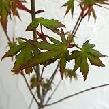 モミジ（カエデ）：イロハモミジ3.5号ポット[紅葉が美しい代表的な品種]