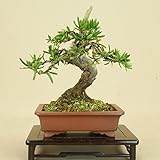 いよじ園 一位 / イチイ （キャラ）小品盆栽 【松柏盆栽】