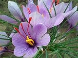 True crocus saffron bulbs,iran saffron,(not saffron seed),flower bulbs,Happy Joy Flowers,bonsai pot 