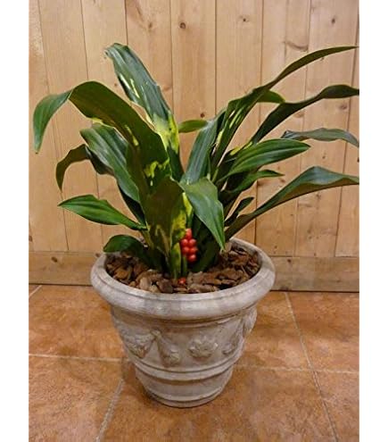 Amazon｜万年青（オモト）曙（あけぼの） 和風の和み アンティーク風