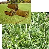 張り芝：西洋芝ジョイターフ1平米分[トールフェスクとケンタッキーブルーグラスのマット状混合芝] ノーブランド品